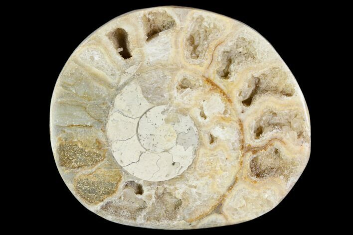 Polished Ammonite (Hildoceras) Fossil - England #103988